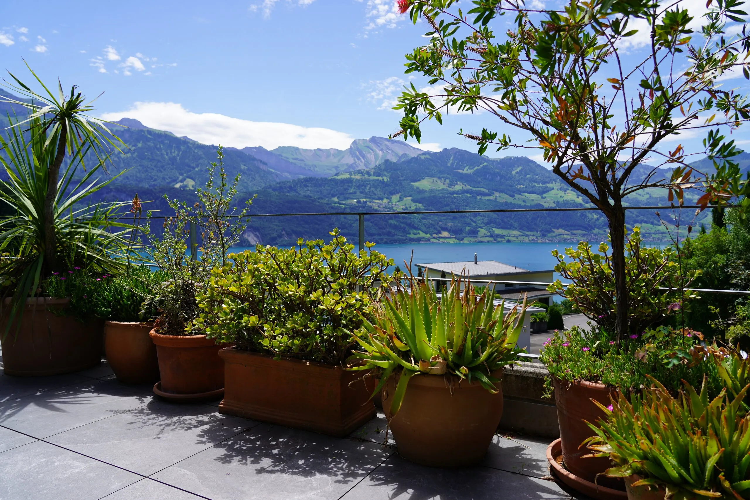 Blick von der Terrasse der Praxis in Gersau auf den Vierwaldstättersee